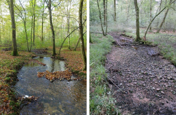 Rivières intermittentes : une collaboration internationale pour mieux connaître leur biodiversité